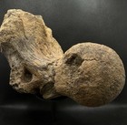 Triceratops Skull Occipital Condyle Fossil     Hell Creek Formation     Dinosaur