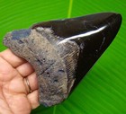 Megalodon Shark Tooth - Real Fossil 4 56    - Stunning Shark Teeth No Restorations