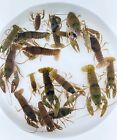 Crayfish For Sale     Buy Live Crayfish Online   Toledo Goldfish