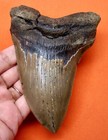 Megalodon Shark Tooth - Almost 5  - Shark Teeth - No Repairs - Natural Meg