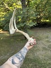 Kansas 4 Point Wild Whitetail Deer Skull Horn Euro Mount Antler Shed Decor