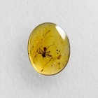 Ant In Burmese   Burmite Amber Fossil   100  Genuine Amber
