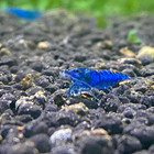 10 1 Live Blue Dream Freshwater Aquarium Shrimp Neocaridina  Easy Care