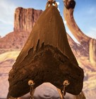 Megalodon Shark Tooth  otodus Megalodon  4 5 In