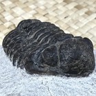 Trilobite Phacops Speculator - Fossil Specimen