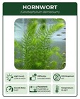 6 Hornwort Bunches Live Aquarium Plants Buy 2 Get 1 Free