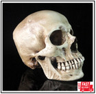 Lifesize 1 1 Human Skull Replica Resin Model Anatomical Medical Skeleton