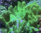 2    Frag Live Ultra Green Devils Hand Leather Coral Reef Tank Beginner Soft Coral