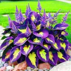 280  Hosta Seeds For Planting Perennial Heart-shaped Hosta Bare Roots