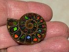 Spectacular Rare ammolite canada  Inlay In Fossil Ammonite madagascar see Video 