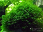 1x1 Inch Portion Of Fissidens Fontanus  Live Aquarium Plants Phoenix Moss 