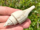 France Fossil Gastropod Clavilithes Noae Eocene Age French Shell 3 18   