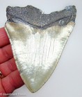Megalodon Shark Tooth 4 15    Real Fossil Xl Big Megladon Sharks Teeth - No Resto 