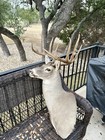South Texas Trophy Whitetail Shoulder Mount Excellent Condition