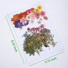 Pressed Flowers 48pcs Dried Plants Leaf Herbarium For Diy Jewelry Decor Colorful
