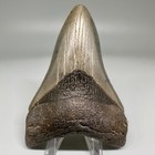 Great Shape Lower Jaw Serrated 3 85  Fossil Megalodon Shark Tooth - Usa