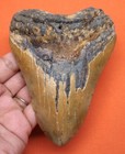 Megalodon Shark Tooth - 4 63  - Real Fossil - Shark Teeth - No Restorations