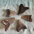 Lot Of 5 Fossil Megalodon Shark Teeth Biggest Is 3 65   