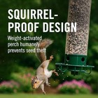 Droll Yankees Squirrel Proof Bird Feeder For Outdoors  5 Lb Seed Capacity