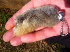 Lucky 11 Rabbits Foot Rabbit s Feet Qty 11 Genuine Rabbit s Foot Natural Key Cha
