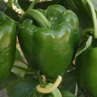 Emerald Giant Sweet Bell Pepper  Non-gmo  Heirloom  Stuffed Peppers  Free Ship