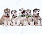 20 Pcs Puppy Collars For Litter puppy Collars For Small Puppies nylon Breakaway