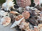 Huge Seashell Assortment With Fish Net Shells Crafting Decor Netting Best Value