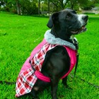 Alpine All-weather Dog Coats   Plaids
