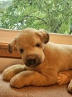 Avanti Great Dane Dog Plush Lying Pup 19  Jockline Italy  1331 Applause 1989