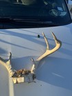 8 Point Whitetail Deer Antler Rack Skull Cap Taxidermy Mount Cabin Decor  21