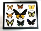 3 X 9 Real Butterfly Insect Taxidermy Display Wood Framed Collection Wall Decor