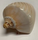 Polished Sea Shell Voluta Nobilis Nautical Decor 6 In