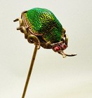 Rare Antique Hatpin Ruby Red Eyes Real Scarab Sacred To Egyptian Carnival Glass