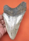 Megalodon Shark Tooth - Real Fossil - Almost 5    Shark Teeth - No Restorations