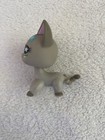 Littlest Pet Shop Lps Shorthair Cat Gray Blue Eyes Blue Flower 2006
