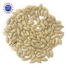 Organic Cucumber Seeds Marketmore 76 100 Approx Usda Non-gmo Open Pollinated