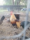 6 American Game Chicken Hatching Eggs Gamefowl