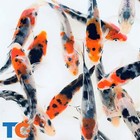 Tri-color Koi Fish For Sale     Buy Live Koi Fish Online   Toledo Goldfish   Koi