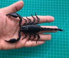 Real Giant Forest Scorpion Gift Large Dried Taxidermy Insect Collection Piece