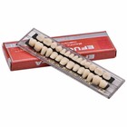 28pcs Acrylic Resin Full Set Teeth Denture Upper Lower Shade A2 Dental Oral Care