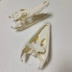 1pc Real Crocodile Head Skull Specimen Skeleton Animal Decor Collect Education