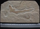 Shark  29 - Well Preserved Specimen With 2 Shrimps - Cretaceous Fossils Lebanon