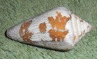 Ra Rfm 81290 Conus Monicae Petuch   Berschauer 2015 44 1mm With Operculum  Taken