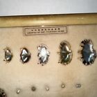 Framed Japanese Growth Of The Cultured Pearl  1 Month To 5 Years Old W 5 Pearls