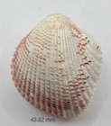 Cardiidae Fragum Unedo - 43 82 Mm - Special Color - Excellent Choice