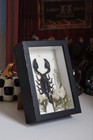Real Emperor Scorpion Celestial Shadow Box Frame   Gothic Handmade Art