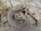Vintage Rattlesnake 3    Taxidermy Real Mount Mount 16x10x9h