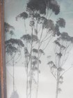 Antique Tinted Photograph Orig Frame   Glass Eucalyptus Southern  California