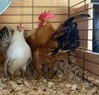12  Exhibition Line Serama By Woodfield Hatching Eggs - Traditional   Frizzled
