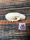 Real Xl Pine Marten Skull Unique Gift Craft Animal Mount Art Model Head Voodoo